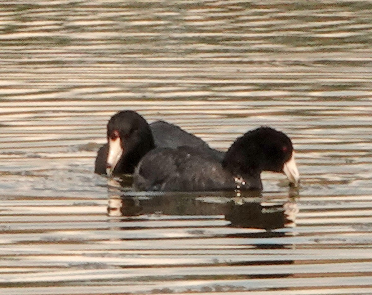 American Coot (Red-shielded) - ML486301441