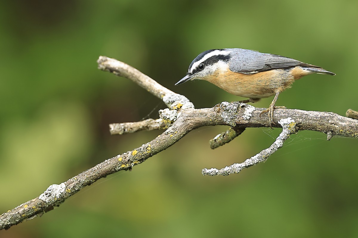 Red-breasted Nuthatch - ML486302851