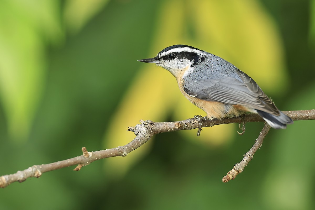 Red-breasted Nuthatch - ML486302861