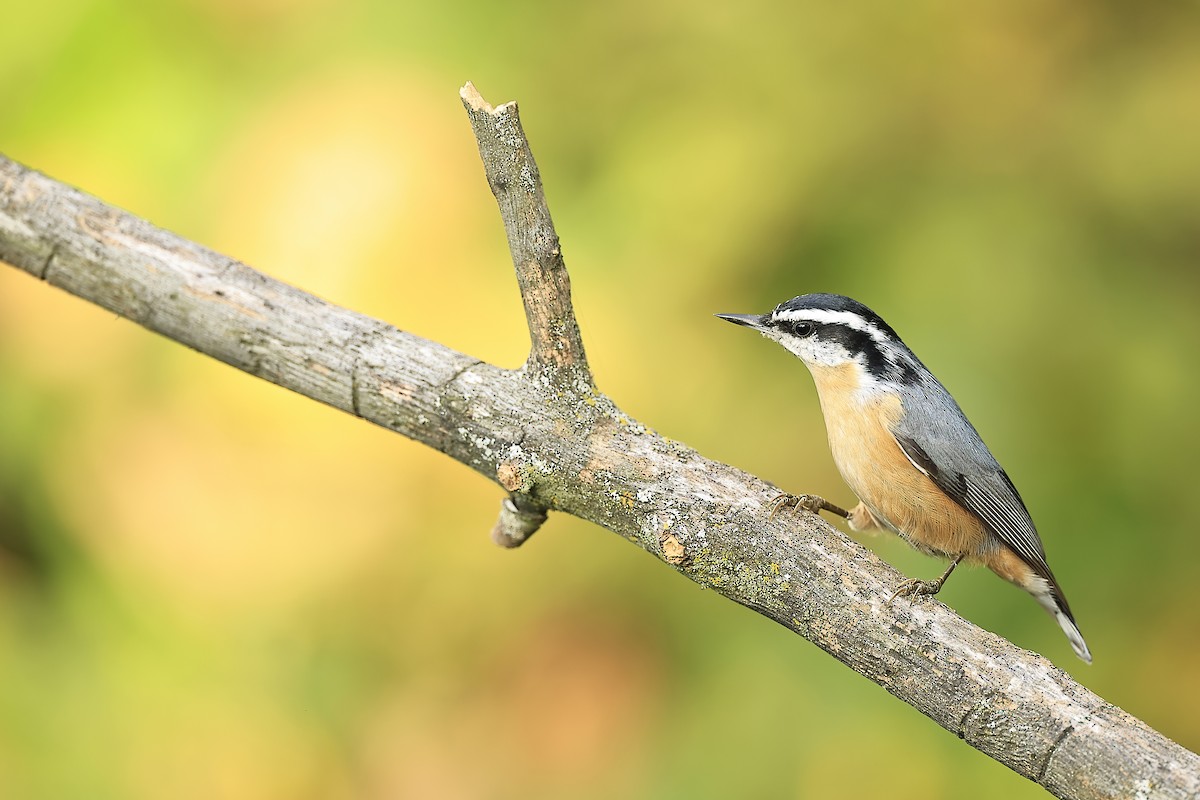 Red-breasted Nuthatch - ML486302871