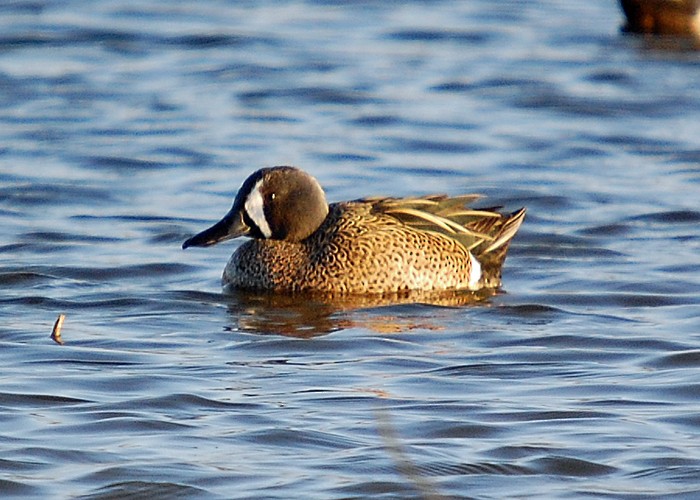 Blue-winged Teal - ML486304971