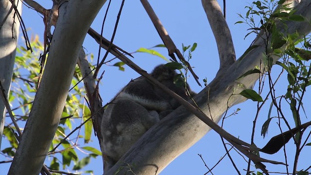 Koala - ML486307