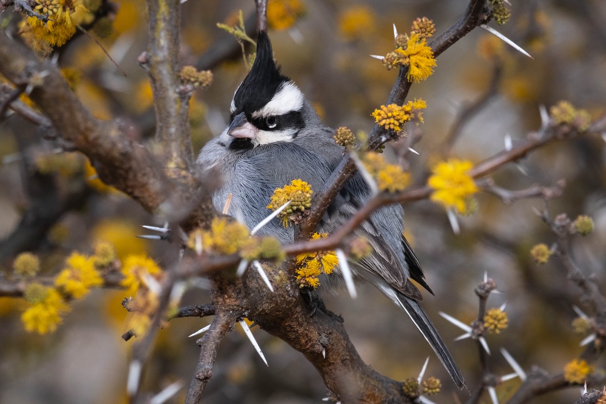 Black-crested Finch - ML486316571