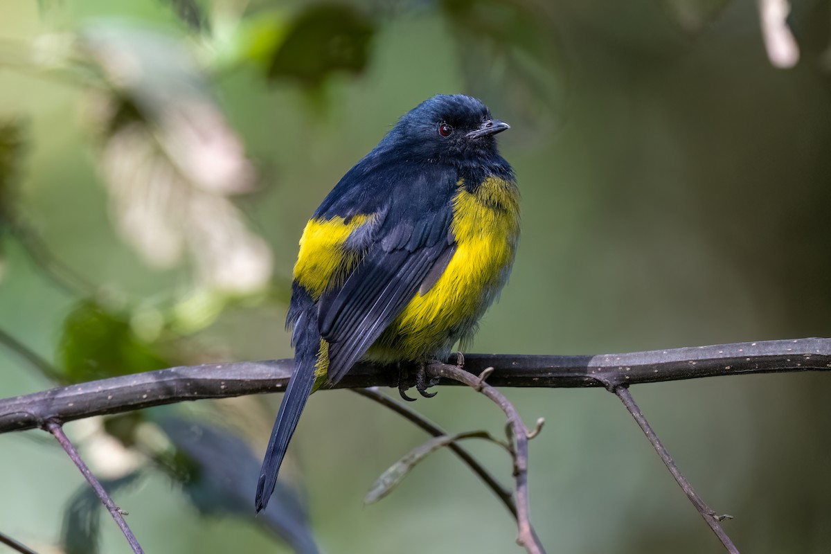 Black-and-yellow Silky-flycatcher - ML486317101