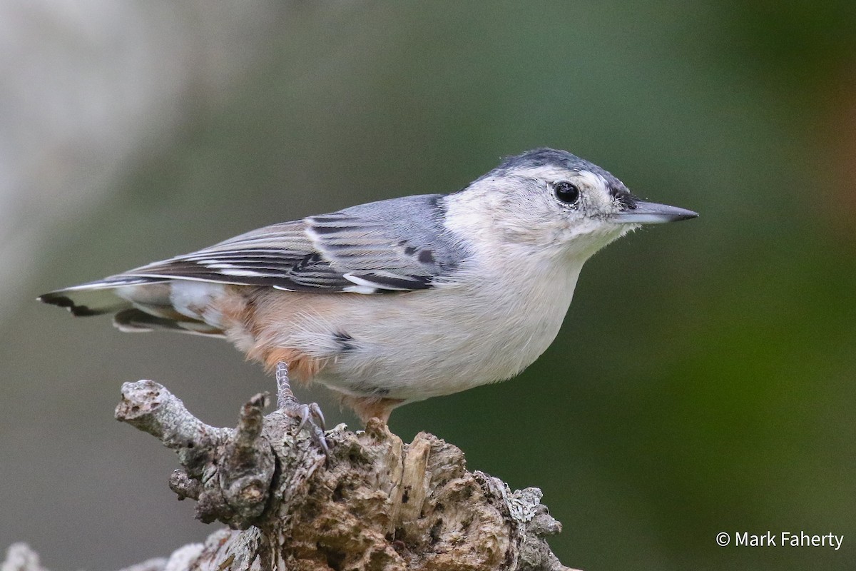 White-breasted Nuthatch - Mark Faherty