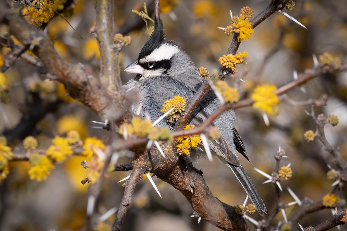 Black-crested Finch - ML486319181