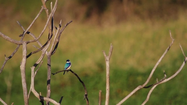 Forest Kingfisher - ML486323