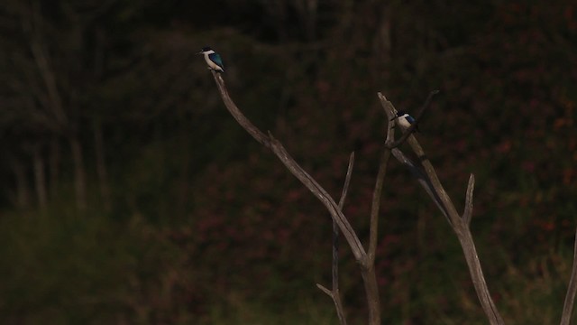 Forest Kingfisher - ML486324