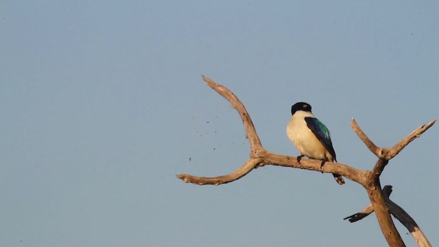 Forest Kingfisher - ML486325