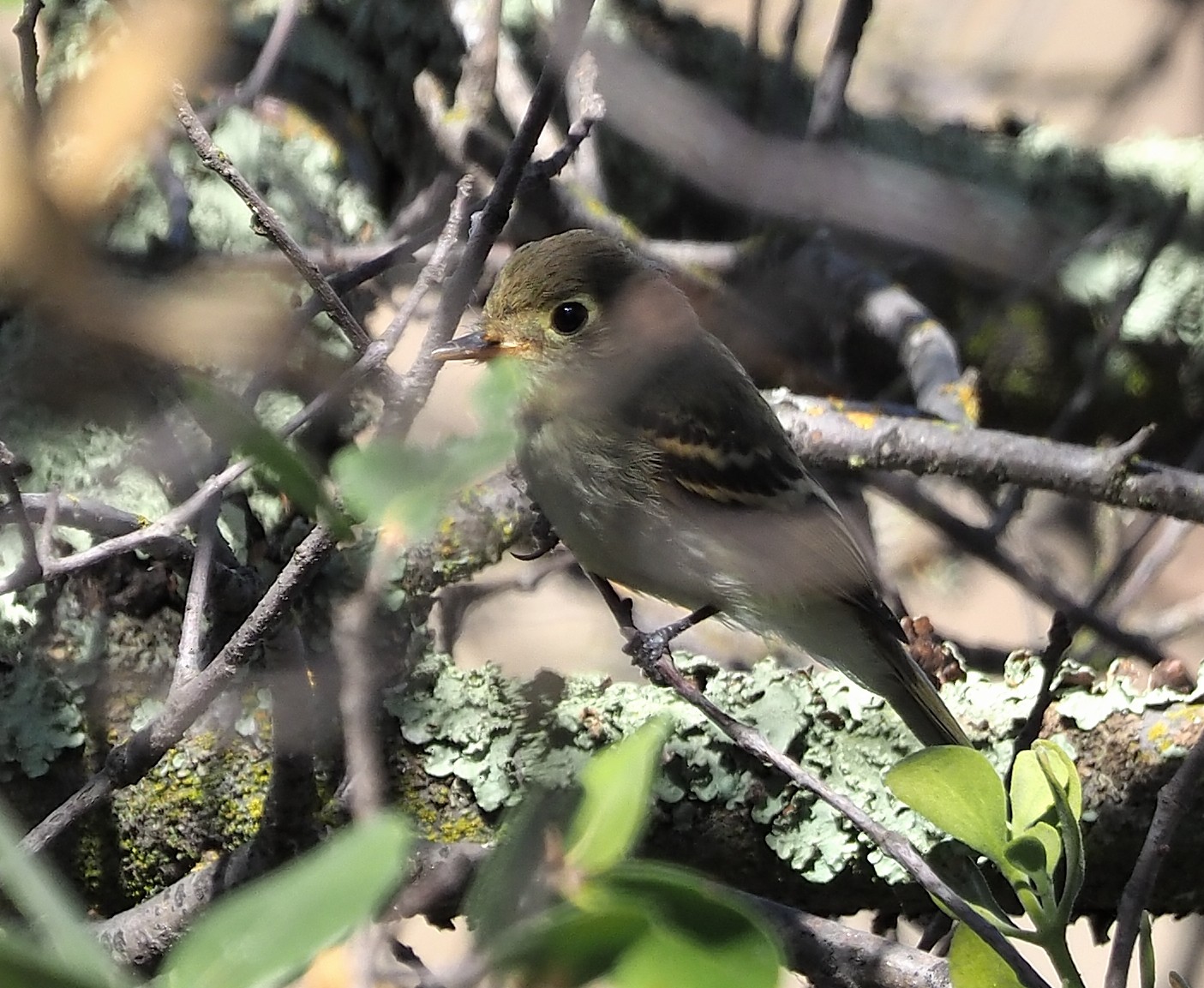 Empid - Help Me Identify a North American Bird - Whatbird Community