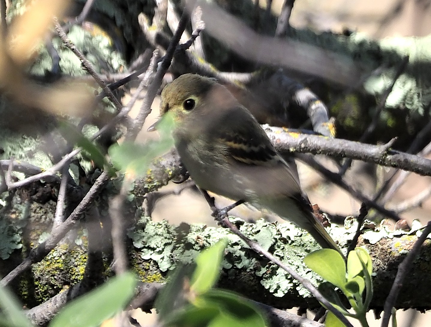 Empid - Help Me Identify a North American Bird - Whatbird Community