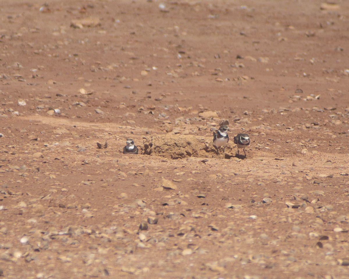 Semipalmated Plover - ML486327341