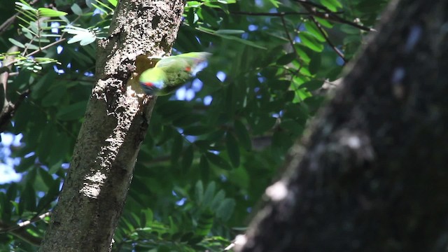 Double-eyed Fig-Parrot (Double-eyed) - ML486329
