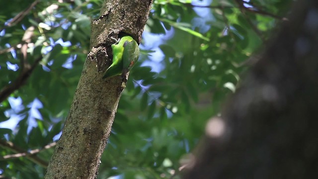 Double-eyed Fig-Parrot (Double-eyed) - ML486331