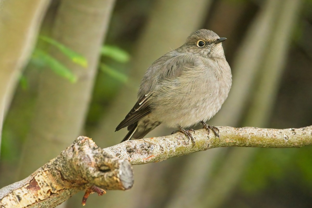 Townsend's Solitaire - ML486333611