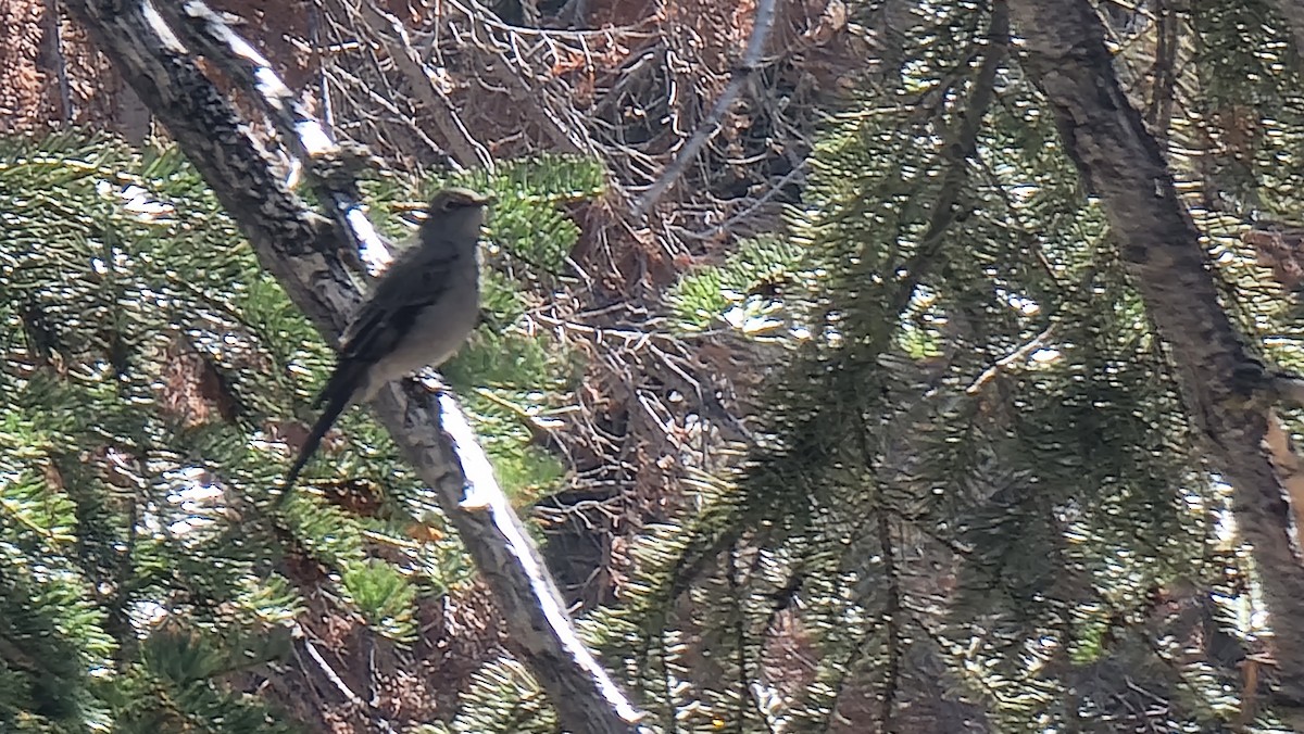 Townsend's Solitaire - ML486334581