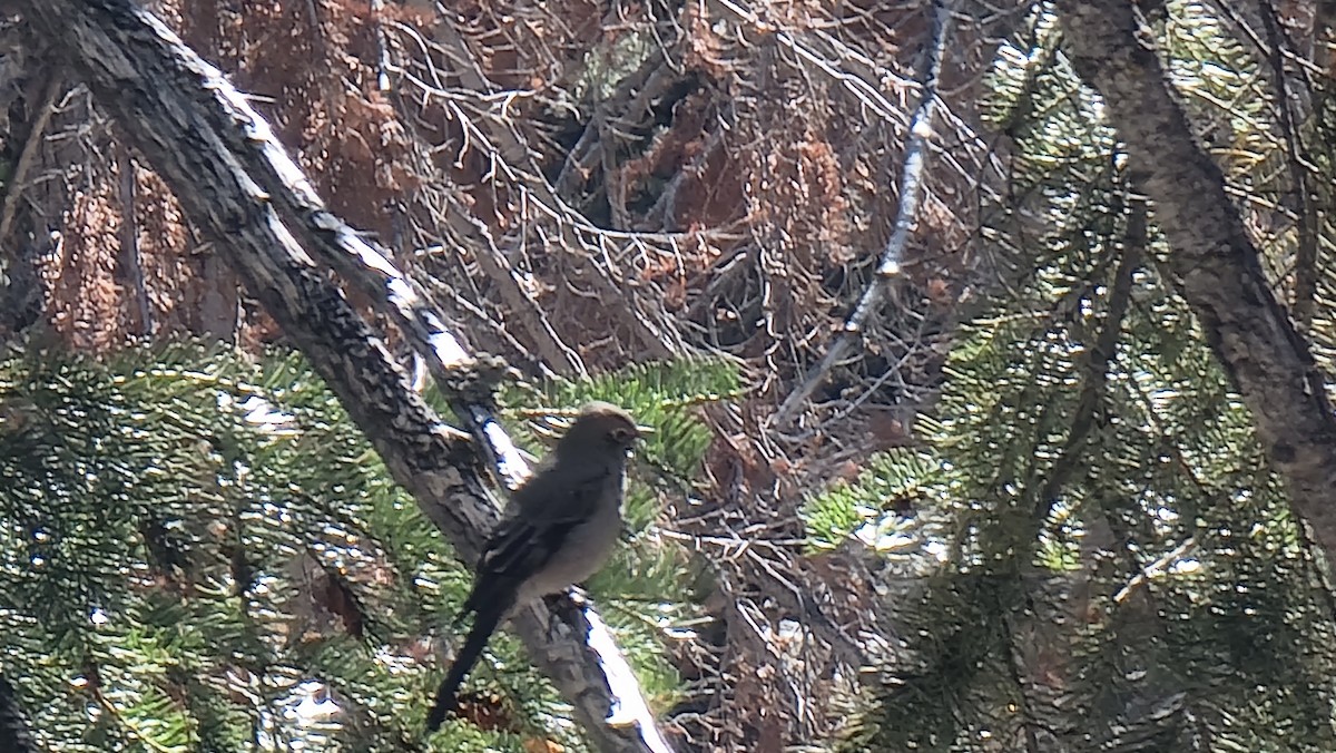 Townsend's Solitaire - ML486334591
