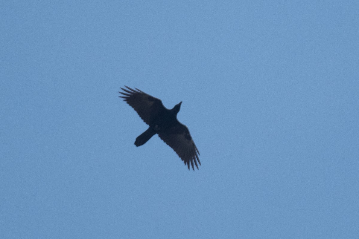 Common Raven - ML486335601
