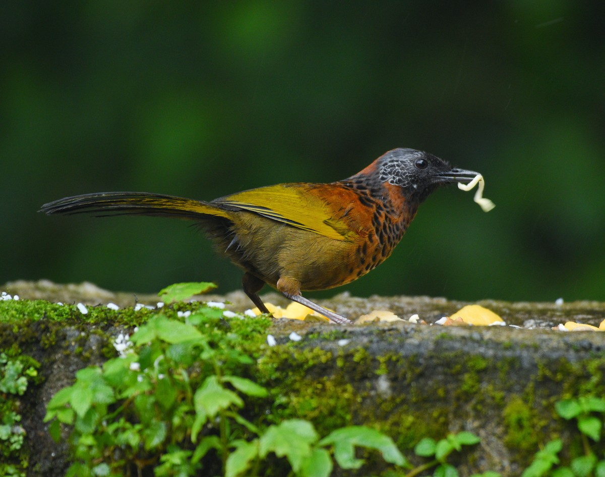 Chestnut-crowned Laughingthrush - ML486344561