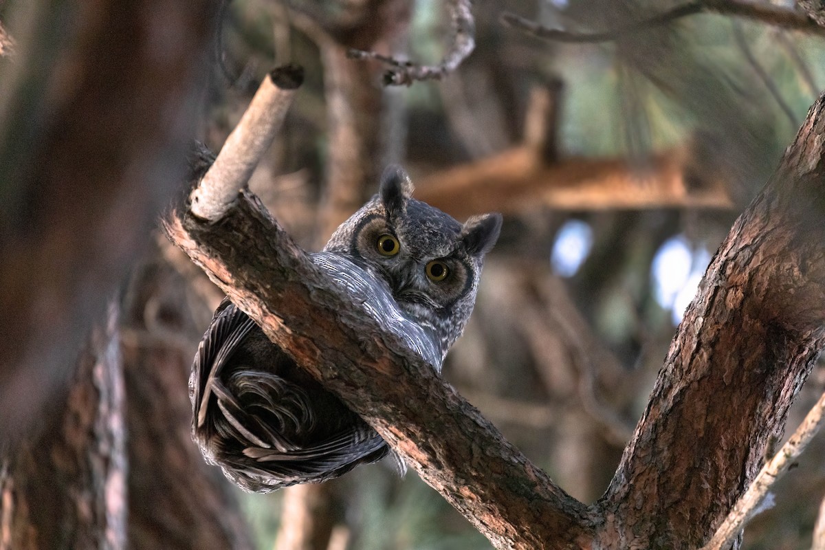 Great Horned Owl - Kalvin Chan