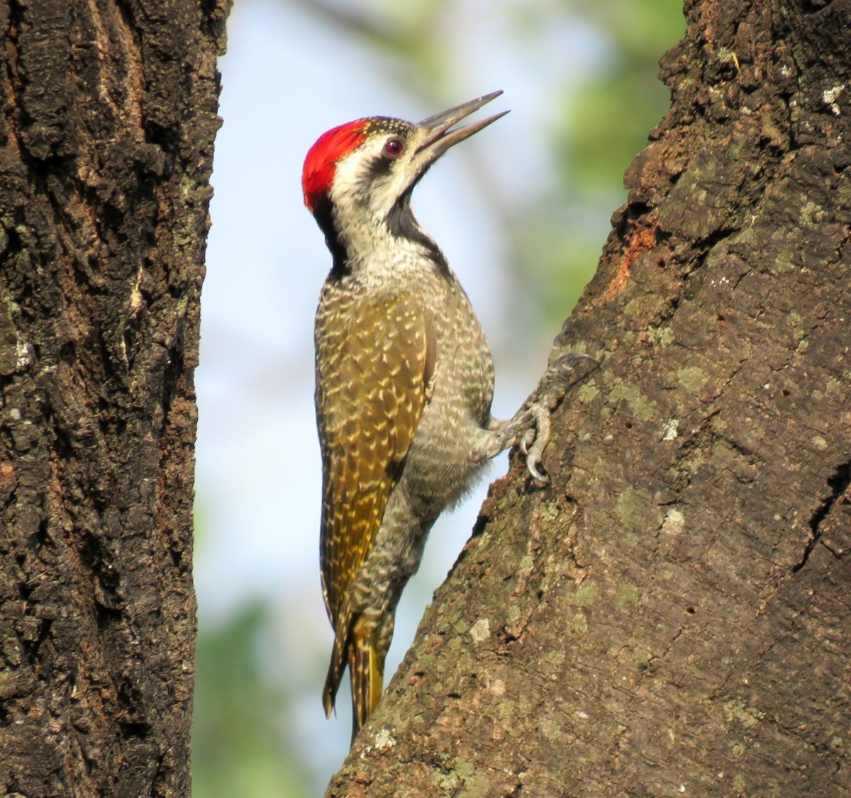Bearded Woodpecker - ML48635101