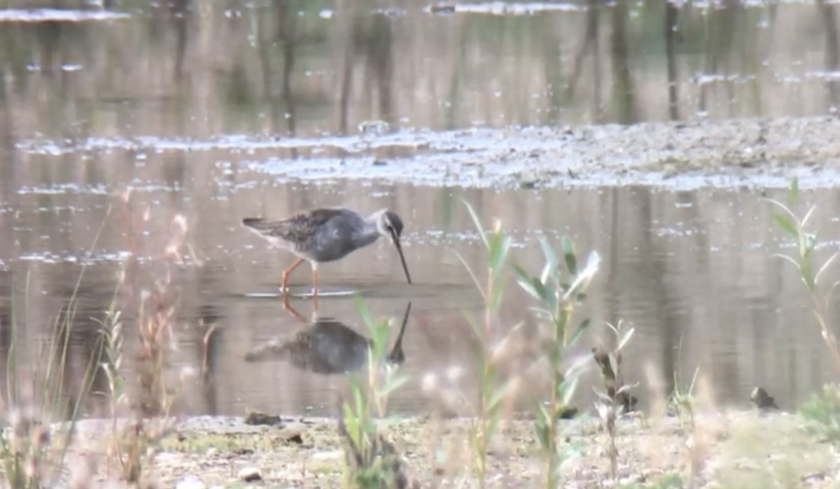 Spotted Redshank - ML486353491
