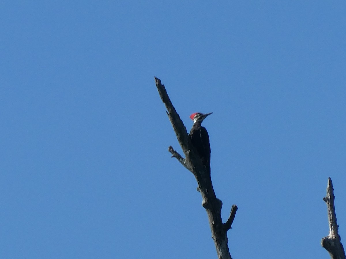 Pileated Woodpecker - Jayne Rhynard