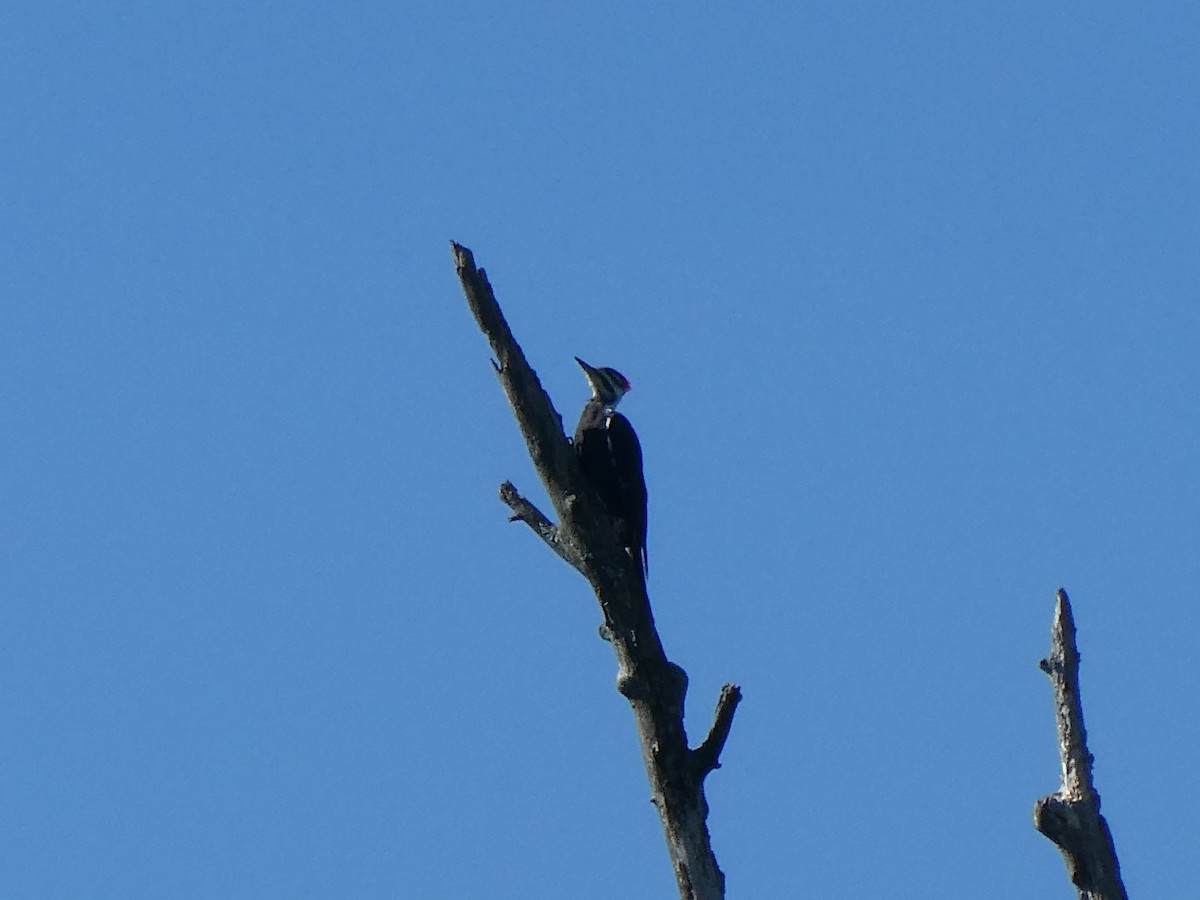 Pileated Woodpecker - ML486358581