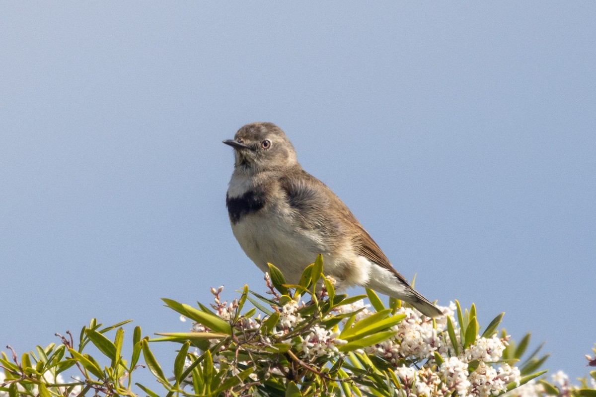 White-fronted Chat - ML486359951