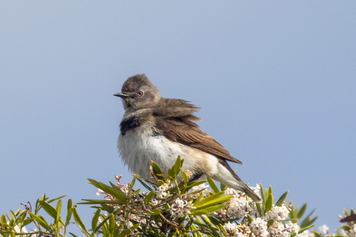 White-fronted Chat - ML486359971