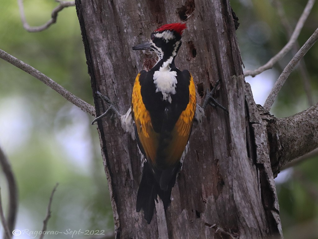 White-naped Woodpecker - Ragoo  Rao
