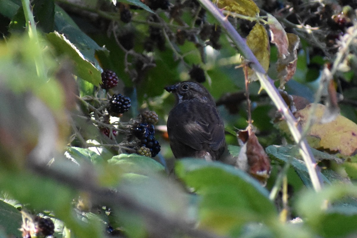 Passerellidae sp. (sparrow sp.) - ML486362431