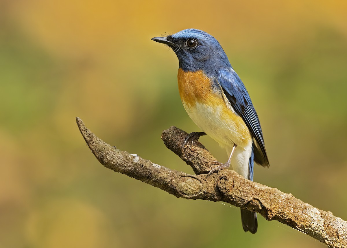 Blue-throated Flycatcher - Arpit Bansal