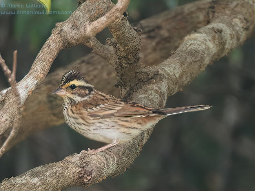 Yellow-browed Bunting - ML486369181