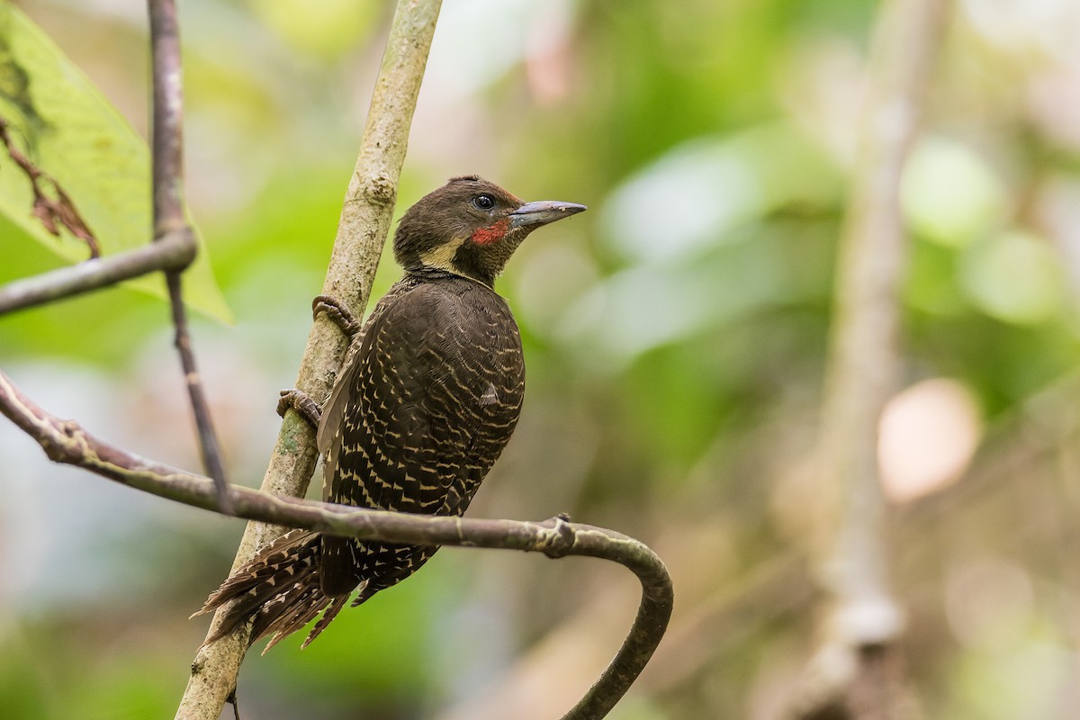 Buff-necked Woodpecker - Wich’yanan Limparungpatthanakij