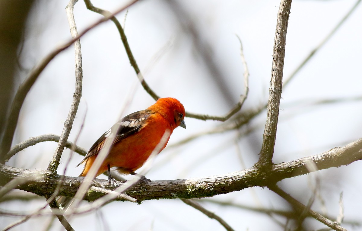 Flame-colored Tanager - ML48637331