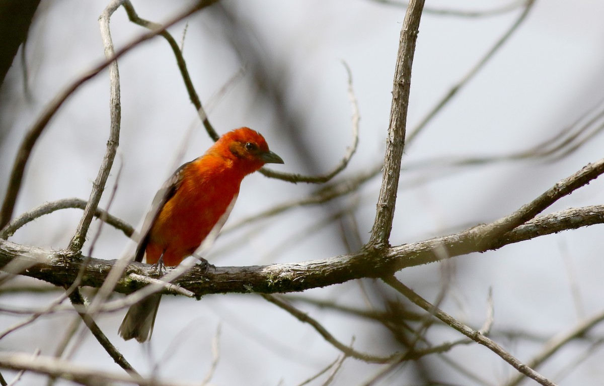 Flame-colored Tanager - ML48637351