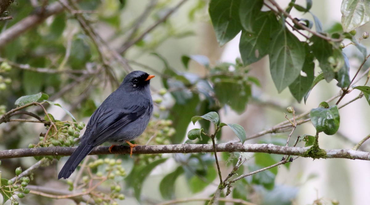 Black-faced Solitaire - ML48637411