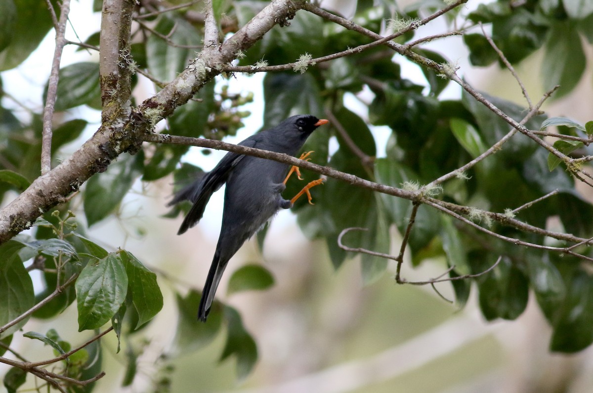 Black-faced Solitaire - ML48637461