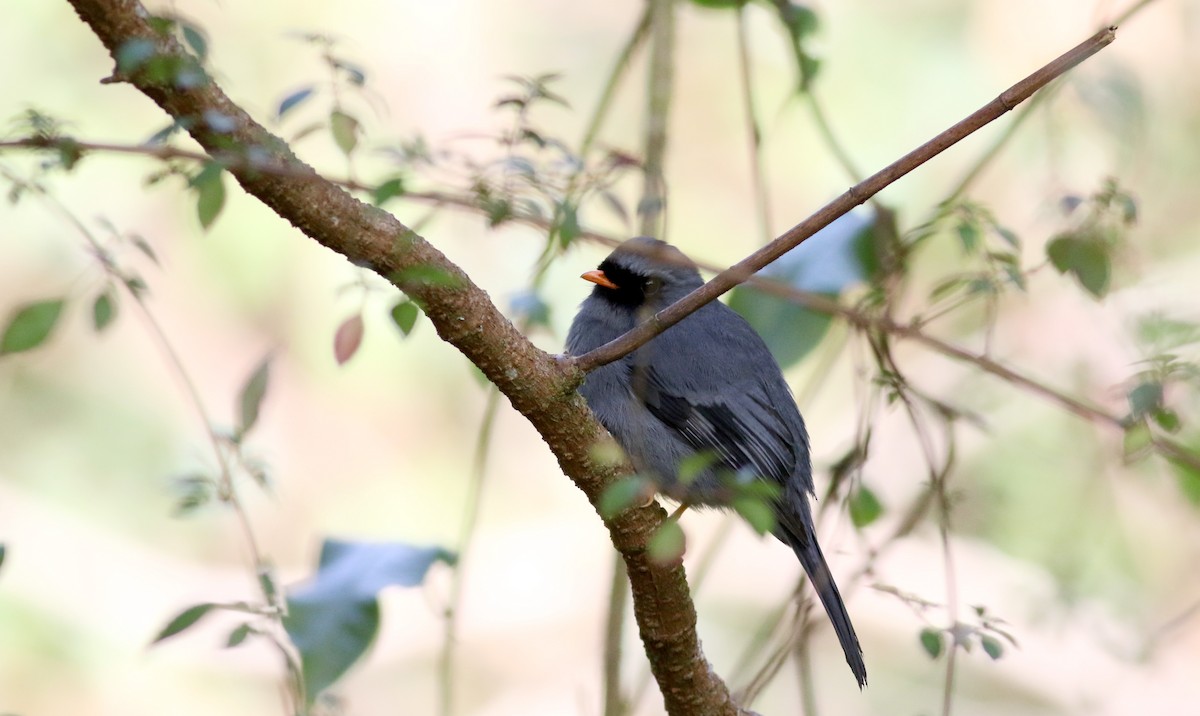Black-faced Solitaire - ML48637501