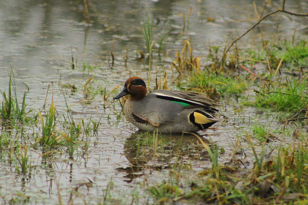 Green-winged Teal - ML48637991