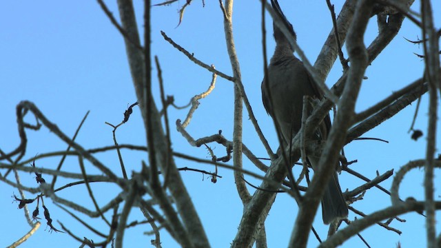 Helmeted Friarbird (Hornbill) - ML486384