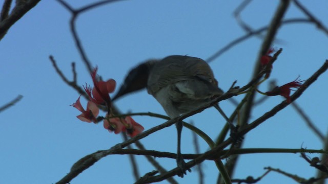 Helmeted Friarbird (Hornbill) - ML486385