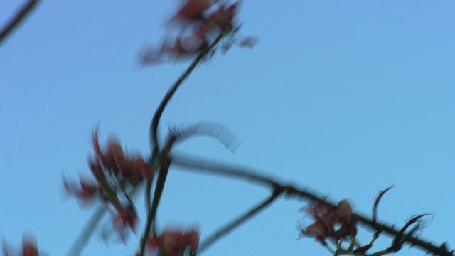 Helmeted Friarbird (Hornbill) - ML486386