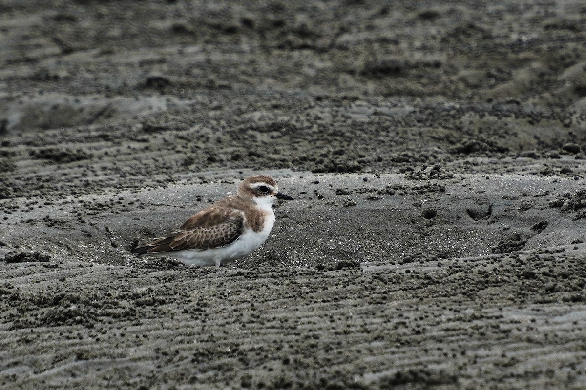 sand-plover sp. - Anonymous