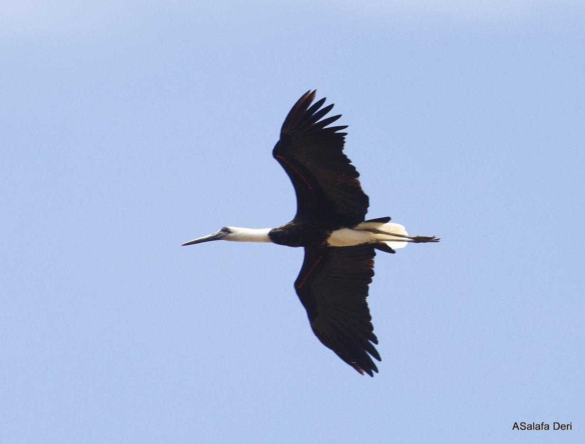 African Woolly-necked Stork - ML486389491