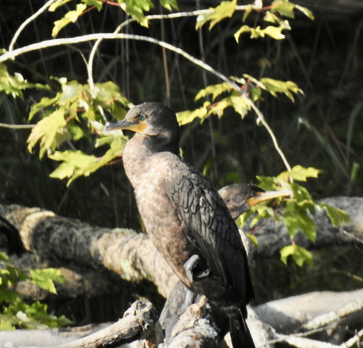 Double-crested Cormorant - Nan Dewire
