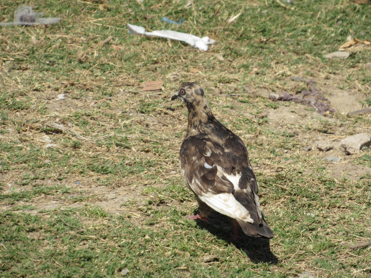Rock Pigeon (Feral Pigeon) - samuel olivieri bornand