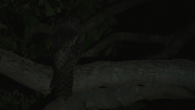 Papuan Frogmouth - ML486396