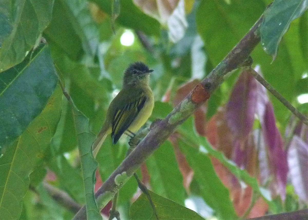 Gray-crowned Flatbill - ML486396731